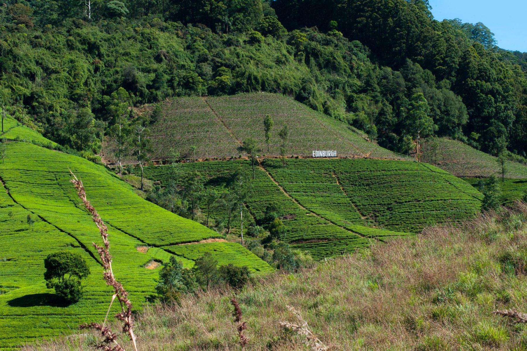 Tea-covered hills in Nuwara Eliya